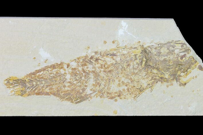 Bargain Fossil Fish (Mioplosus) - Uncommon Species - Green River #138725